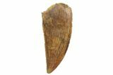 Serrated, Raptor Tooth - Real Dinosaur Tooth #135157-1